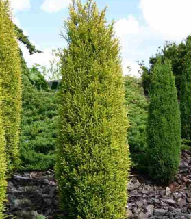 Juniperus communis 'Gold Cone' 